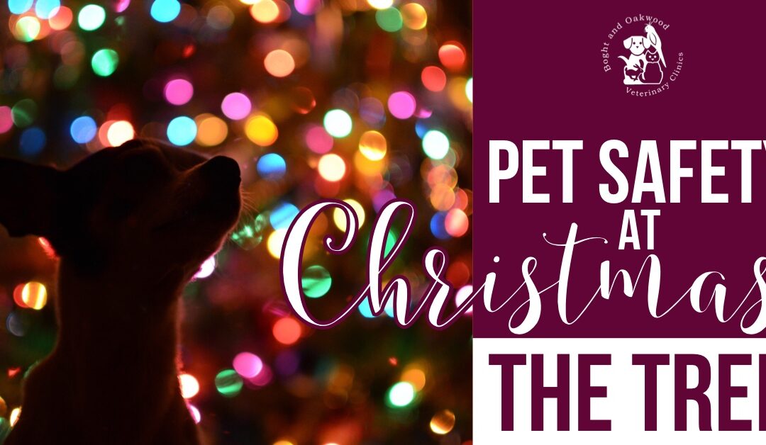 Pet Safety at Christmas: the Tree