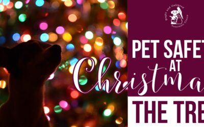 Pet Safety at Christmas