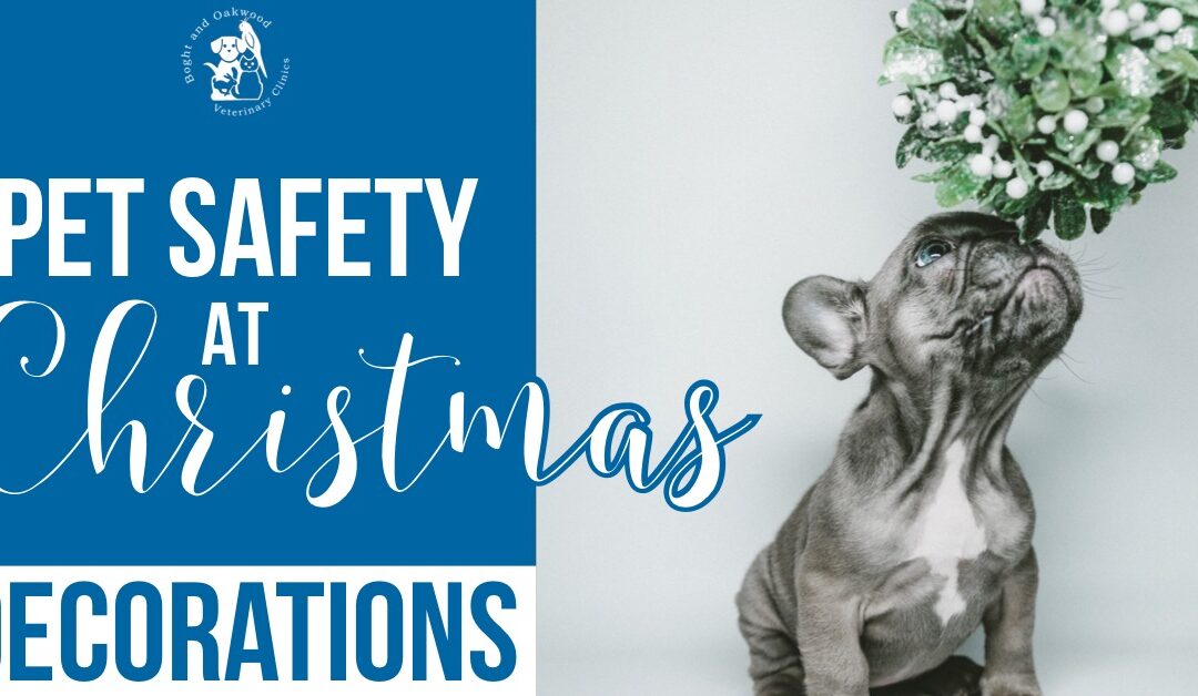 Pet Safety at Christmas: Decorations