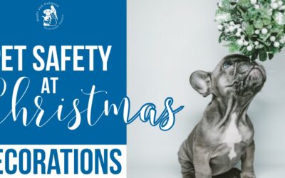 Pet Safety at Christmas: Decorations