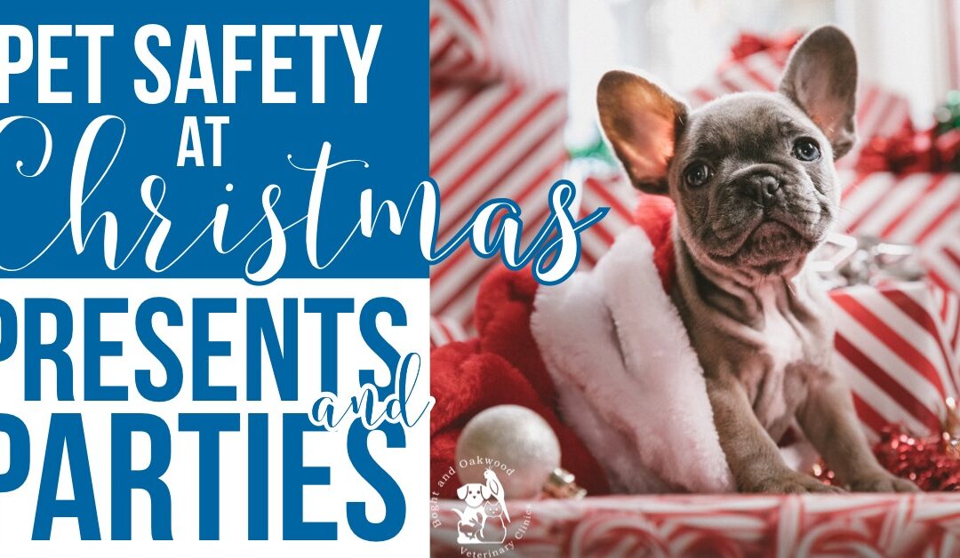 Pet Safety at Christmas: Presents and Parties