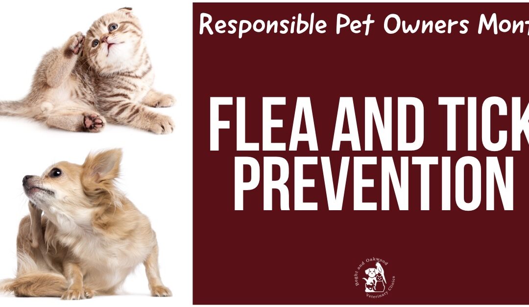 Flea and Tick Prevention