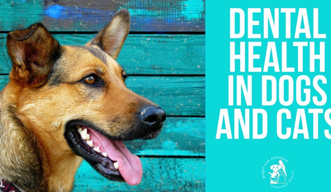 Dental Health in Dogs and Cats