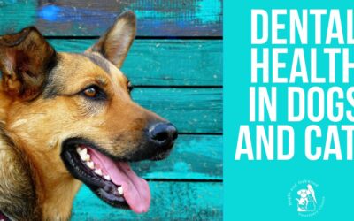 Dental Health in Dogs and Cats