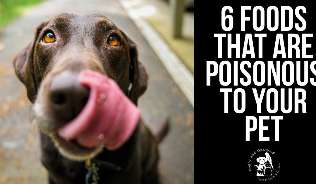 6 Foods You Didn’t Know Were Poisonous To Pets