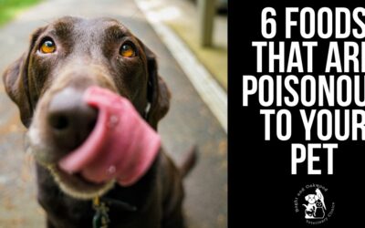6 Foods You Didn’t Know Were Poisonous To Pets