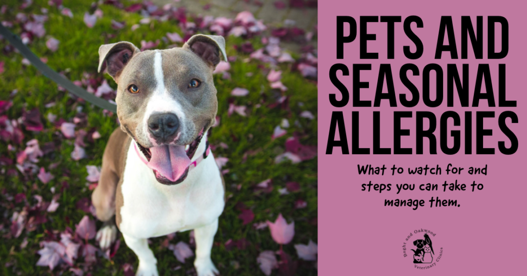 Pets And Seasonal Allergies Boght Veterinary Clinic