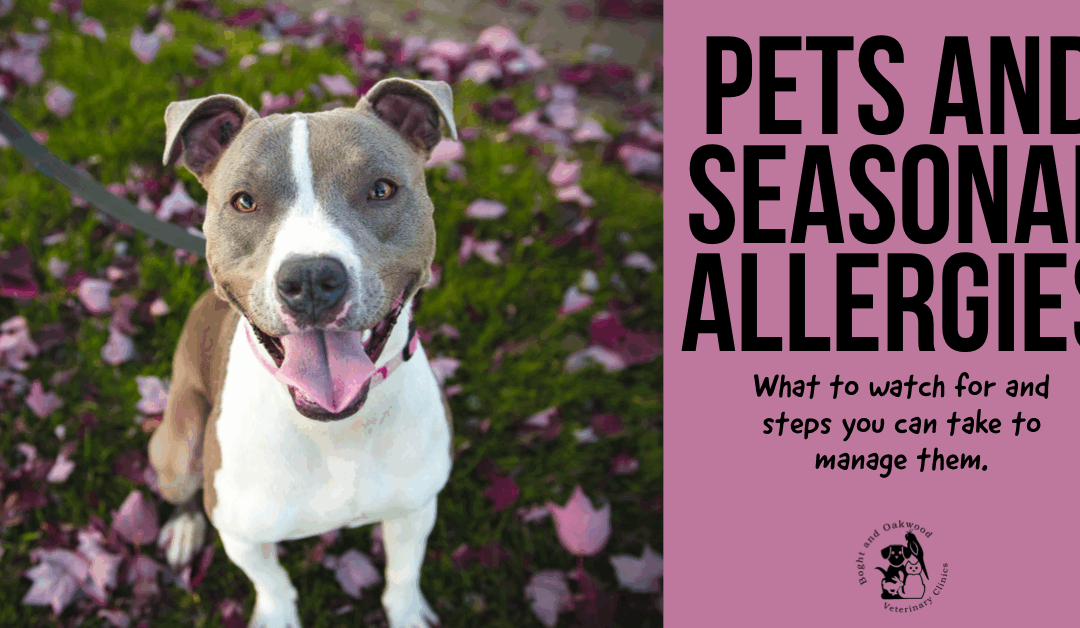 Pets and Seasonal Allergies