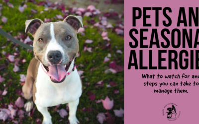 Pets and Seasonal Allergies
