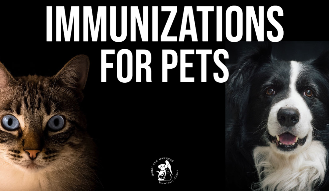 Immunizations For Pets