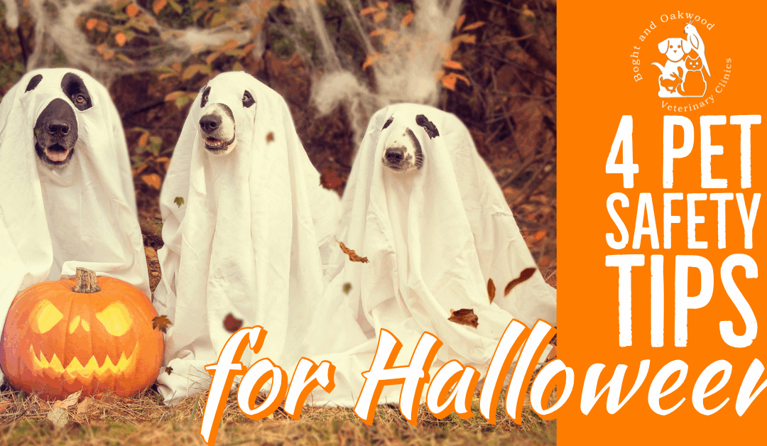 4 Halloween Pet Safety Tips