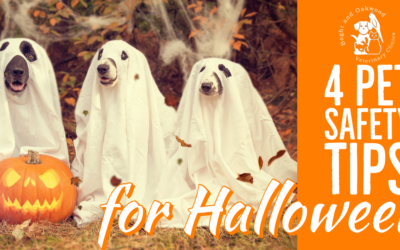 4 Halloween Pet Safety Tips