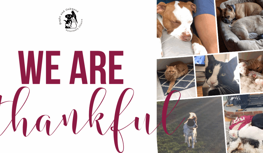 We are Thankful…