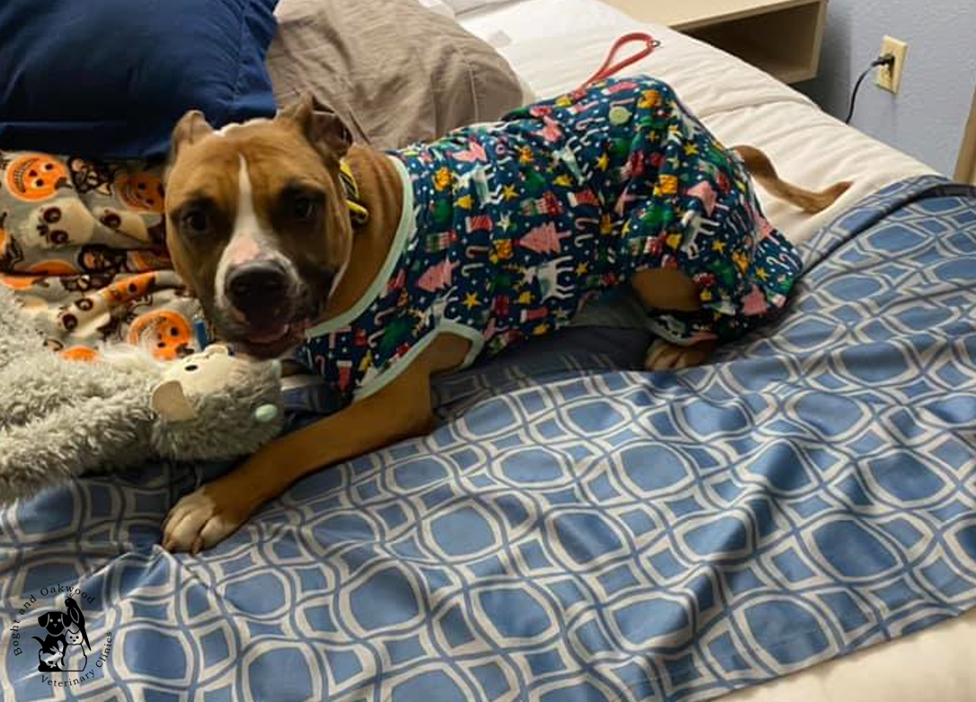 Image of a brown dog on a bed wearing blue pajams