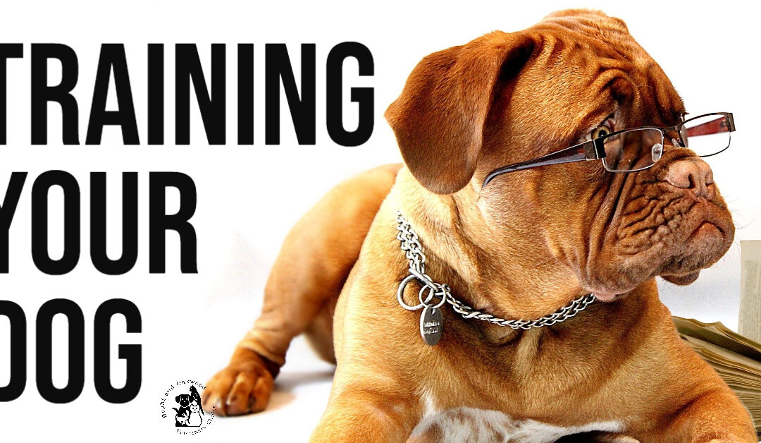 Training Your Dog