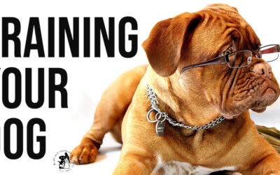 Training Your Dog